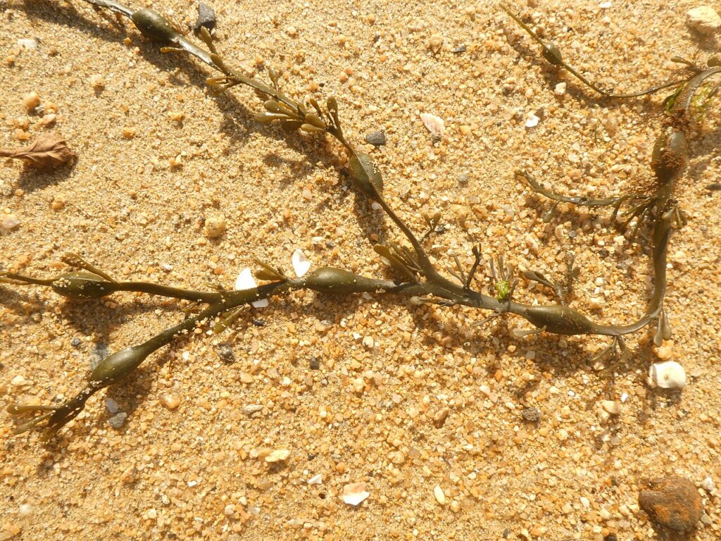 آسکوفیلوم نودوسوم برای گیاهان: شواهد، اثرات و انتخاب عصاره مناسب جلبک قهوهای Ascophyllum nodosum در ساحل، یکی از منابع رایج عصاره جلبک دریایی زیستمحرک
