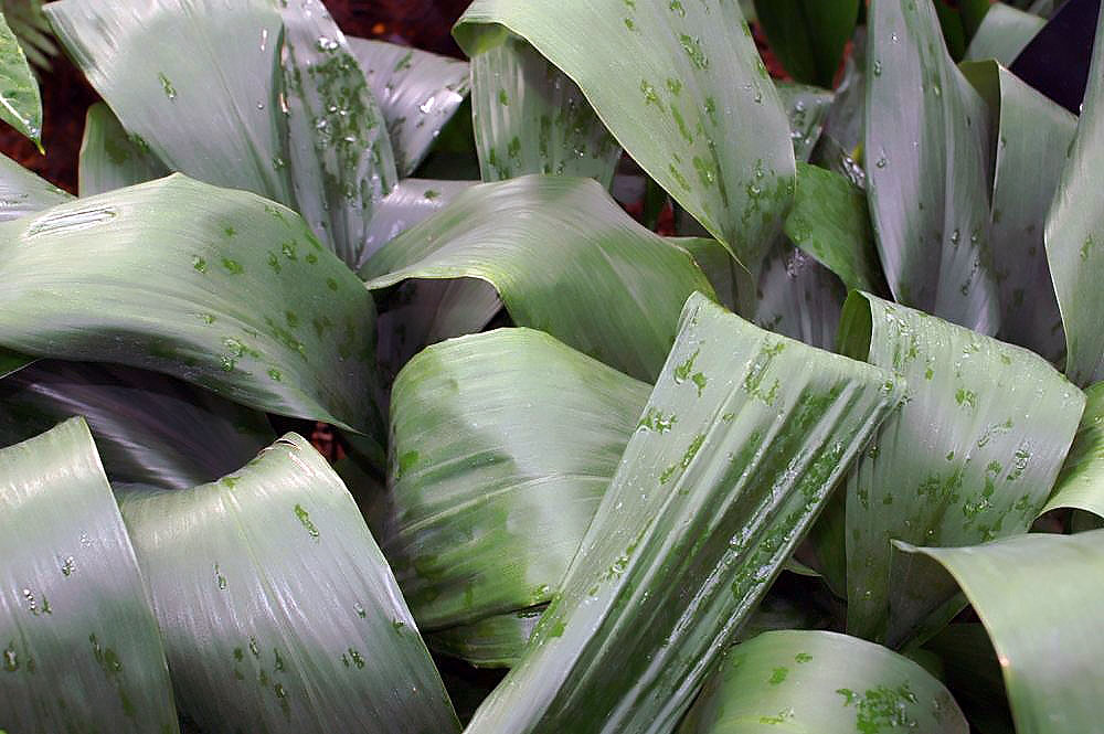 برگهای سبز تیره و کشیده Aspidistra elatior