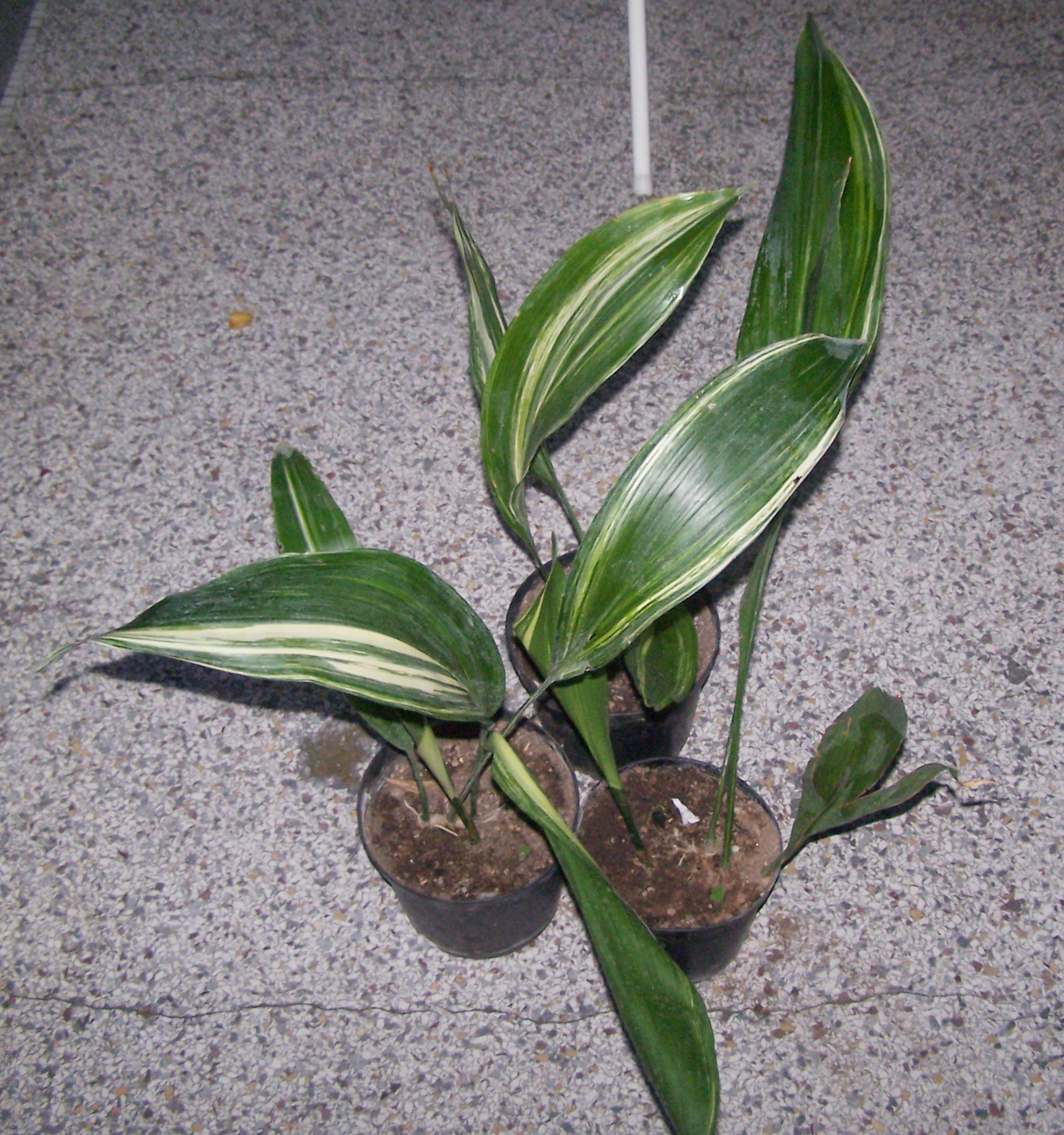 فرم ابلق Aspidistra elatior با نوارهای روشن روی برگ