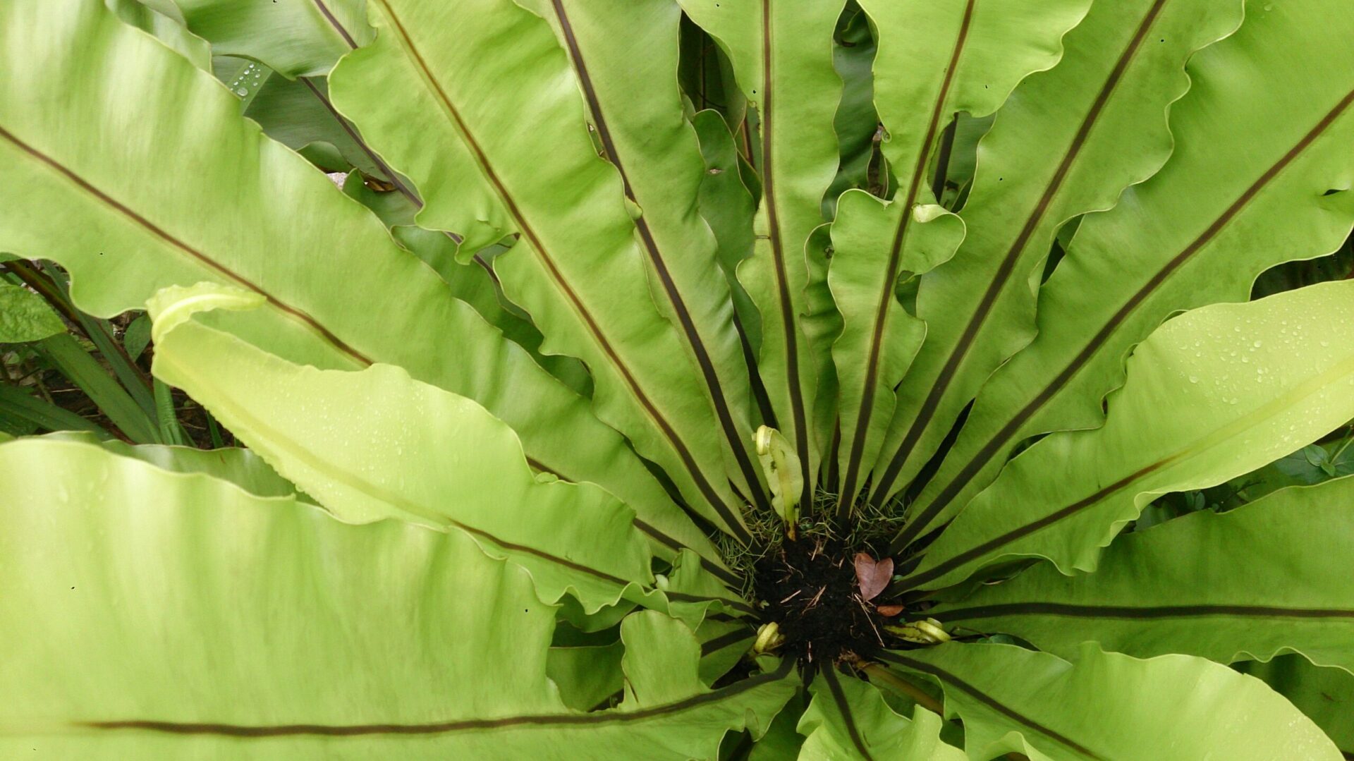 سرخس آشیانه پرنده Asplenium nidus با برگهای پهن سبز بهشکل رزت