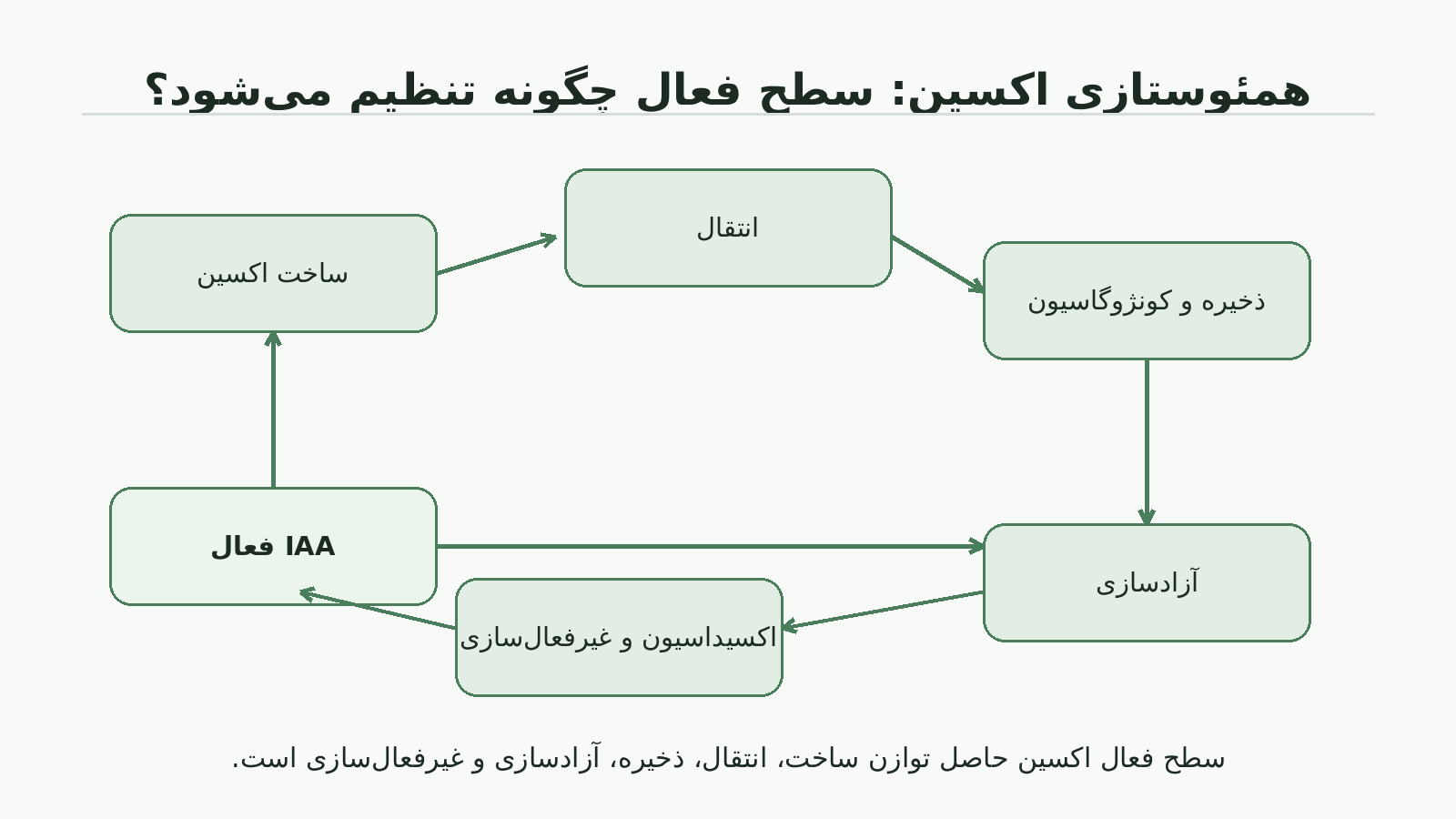 نمودار ساخت، انتقال، ذخیره، آزادسازی و غیرفعال‌سازی اکسین فعال در گیاه