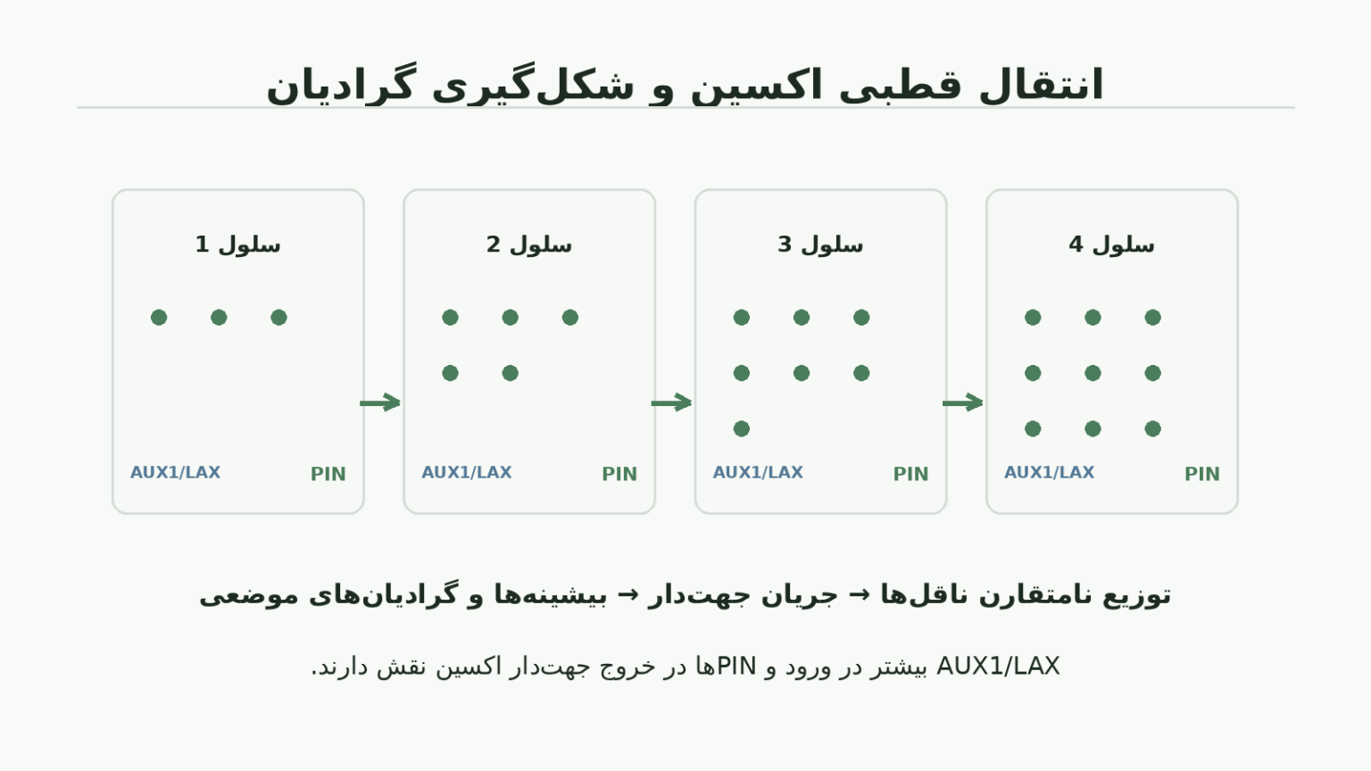 نمودار انتقال جهت‌دار اکسین میان سلول‌ها با ناقل‌های PIN و AUX1 LAX و شکل‌گیری گرادیان