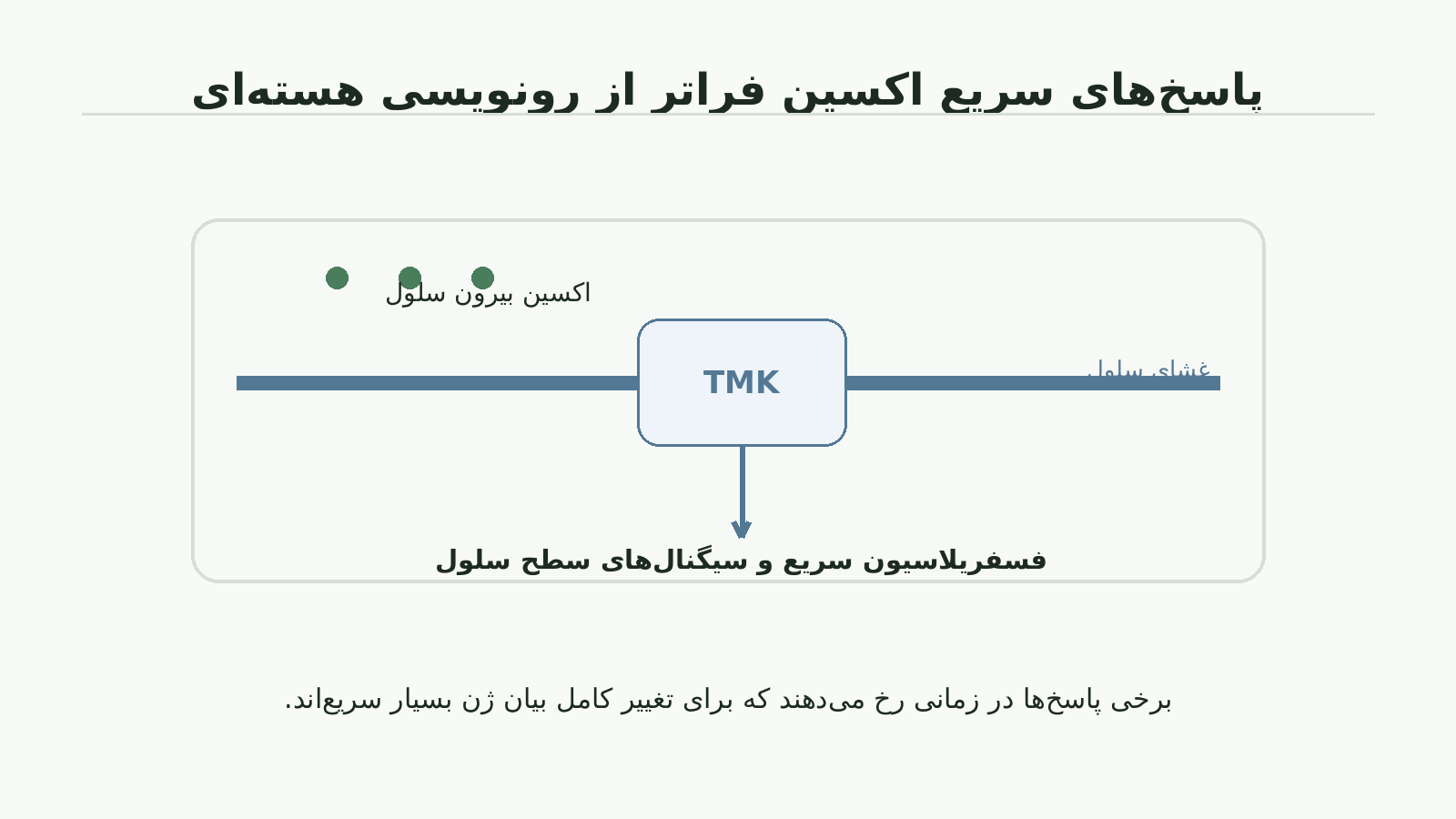 نمودار پاسخ سریع اکسین در سطح سلول با TMK و فسفریلاسیون سریع