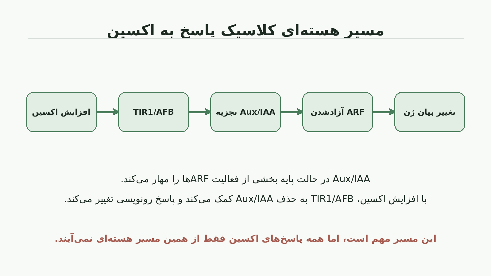 نمودار مسیر هسته‌ای کلاسیک اکسین از TIR1 AFB و تجزیه Aux IAA تا آزادشدن ARF و تغییر بیان ژن