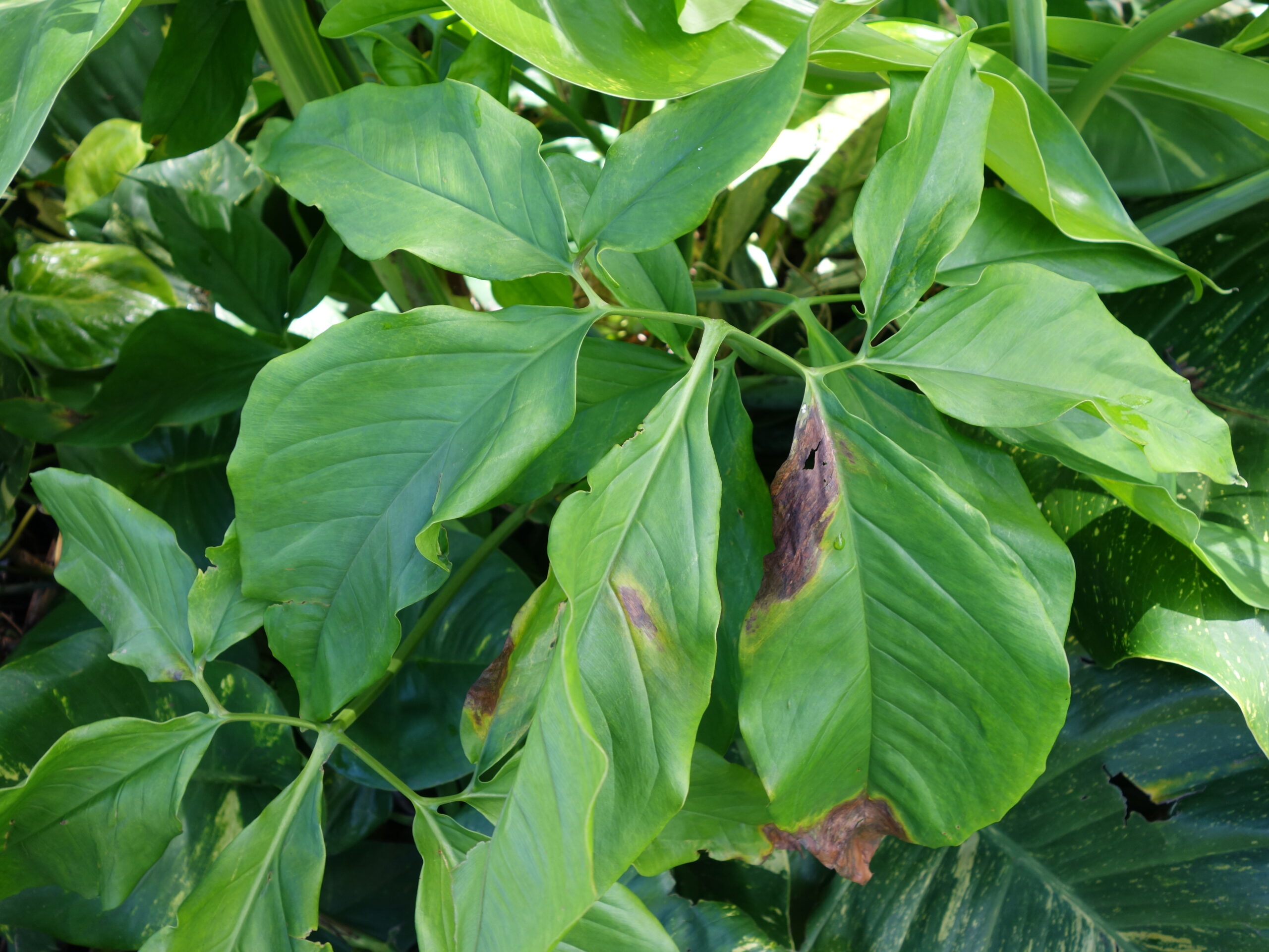 لکه و بلایت باکتریایی ناشی از Xanthomonas روی برگ سینگونیوم