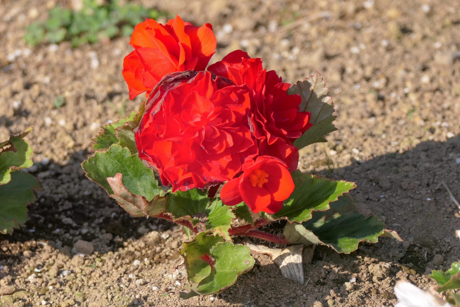 گل قرمز بگونیای غده‌ای Begonia × tuberhybrida