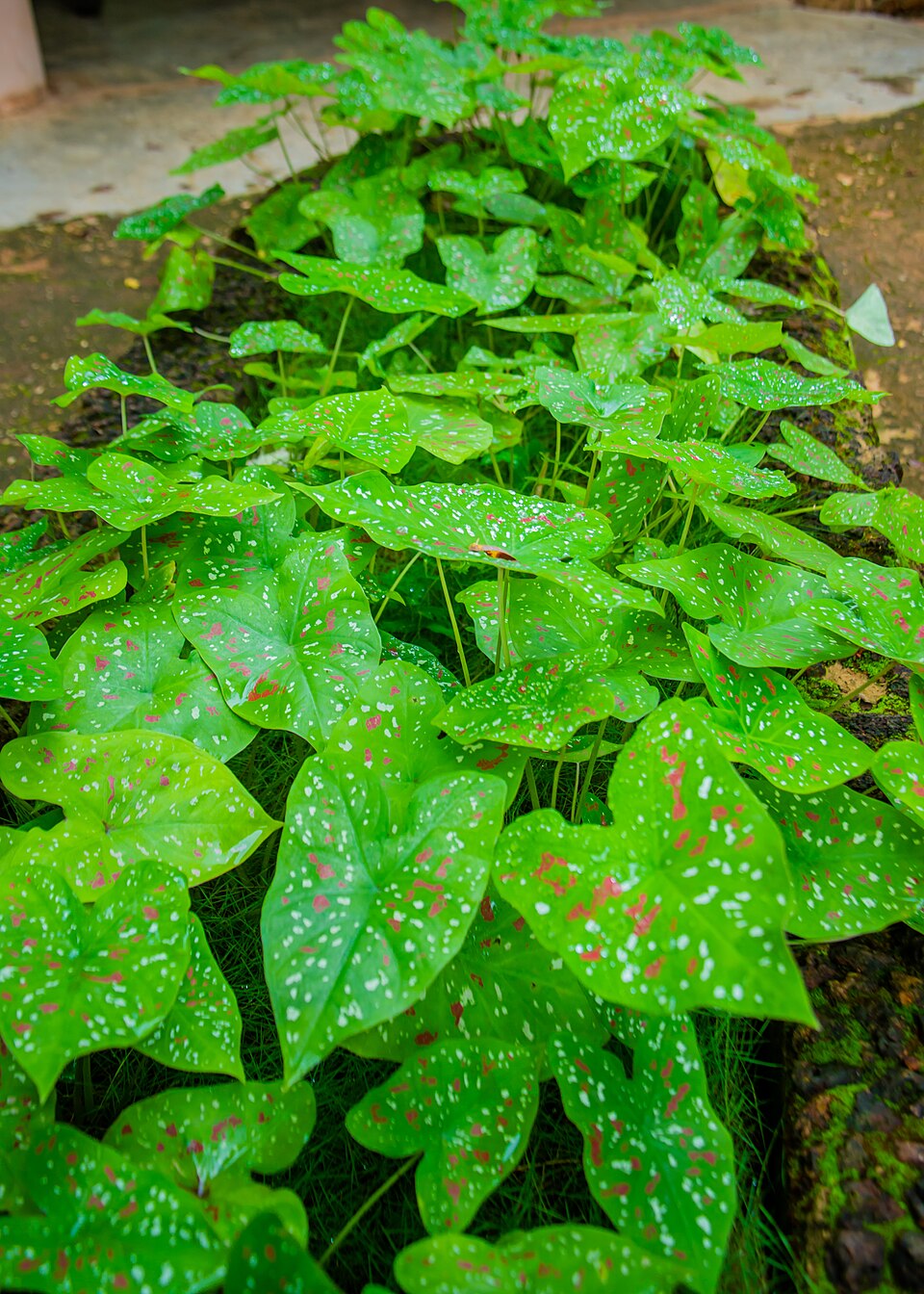 فرم رویشی کالادیوم Caladium bicolor با برگهای قلبی سبز و لکههای سفید و صورتی