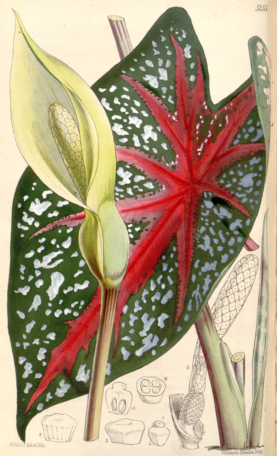 تصویر گیاهشناسی کالادیوم Caladium bicolor با برگهای قلبی و گلآذین