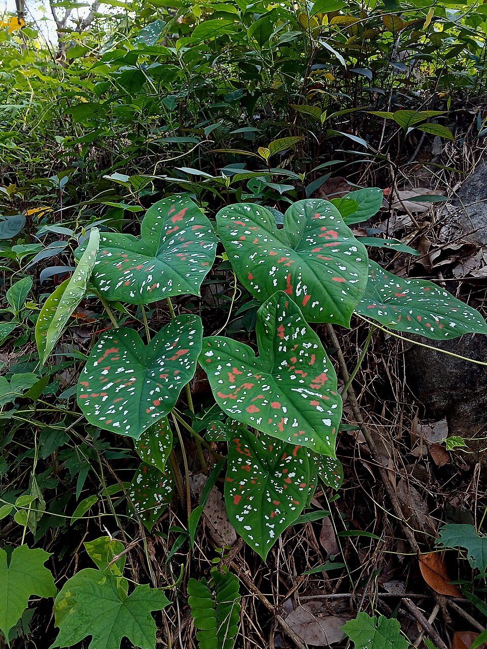 کالادیوم Caladium bicolor با برگهای قلبی سبز و نقش روشن