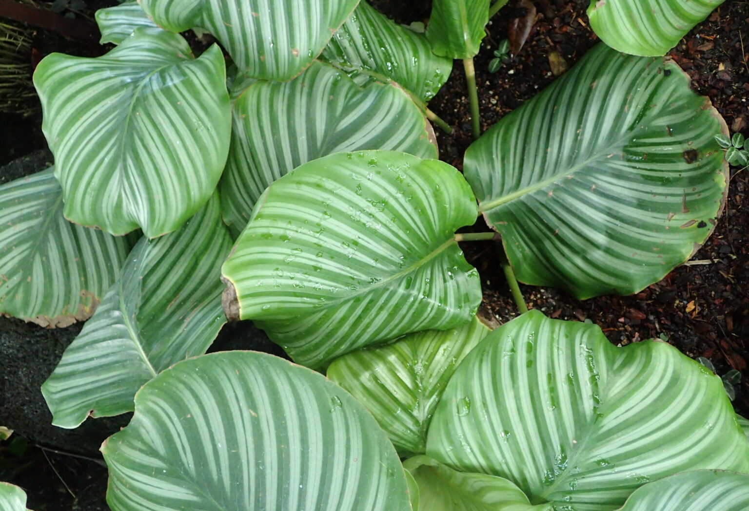 کالاتیا اوربیفولیا چیست؟ نگهداری Goeppertia orbifolia نمای بوته و برگهای گرد راهراه کالاتیا اوربیفولیا Goeppertia orbifolia