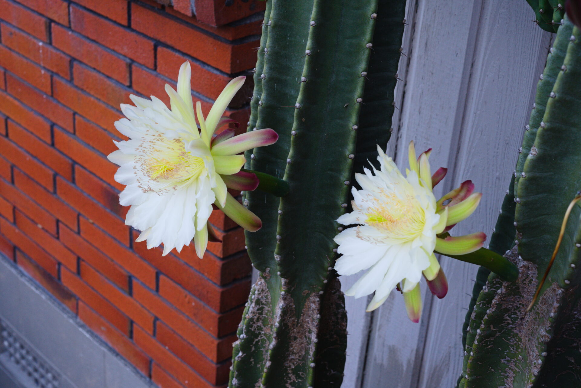 گلهای سفید واقعی Cereus repandus روی ساقه شیاردار