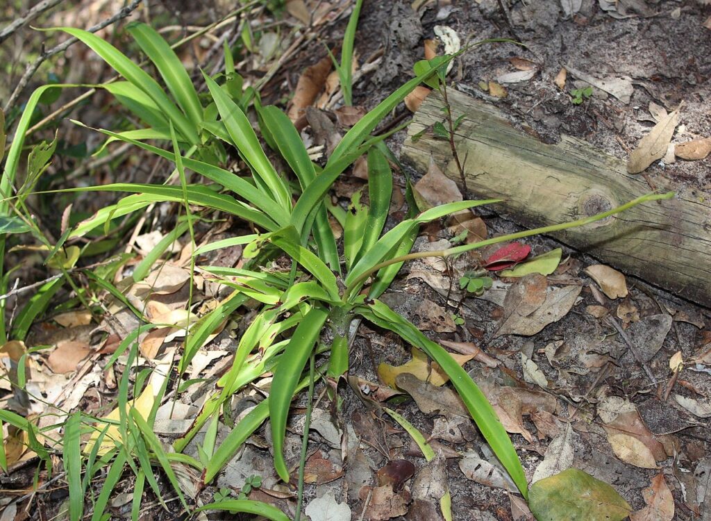 گندمی چیست؟ نگهداری و تکثیر Chlorophytum comosum گندمی Chlorophytum comosum در Eastern Cape آفریقای جنوبی