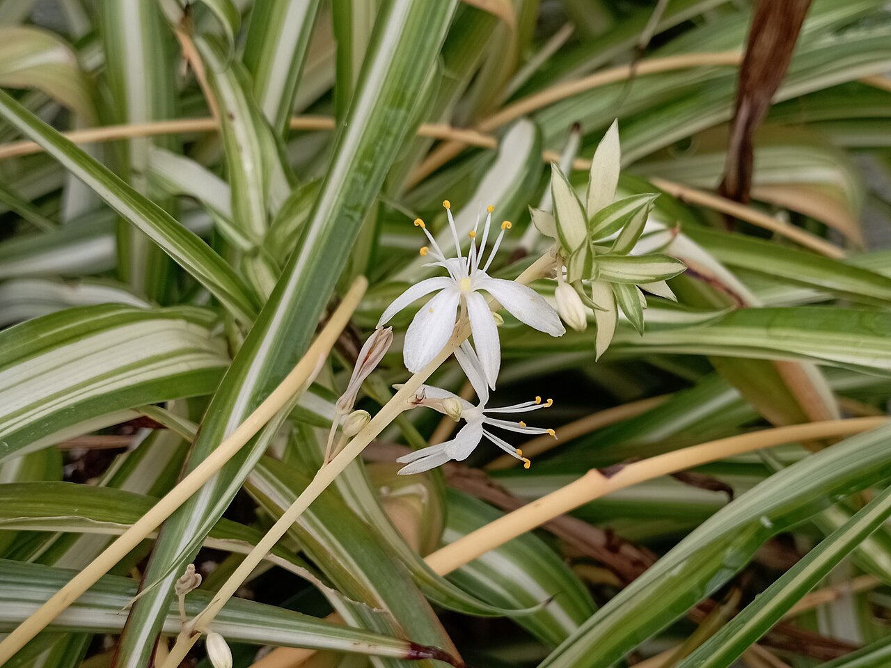 گلهای سفید کوچک Chlorophytum comosum