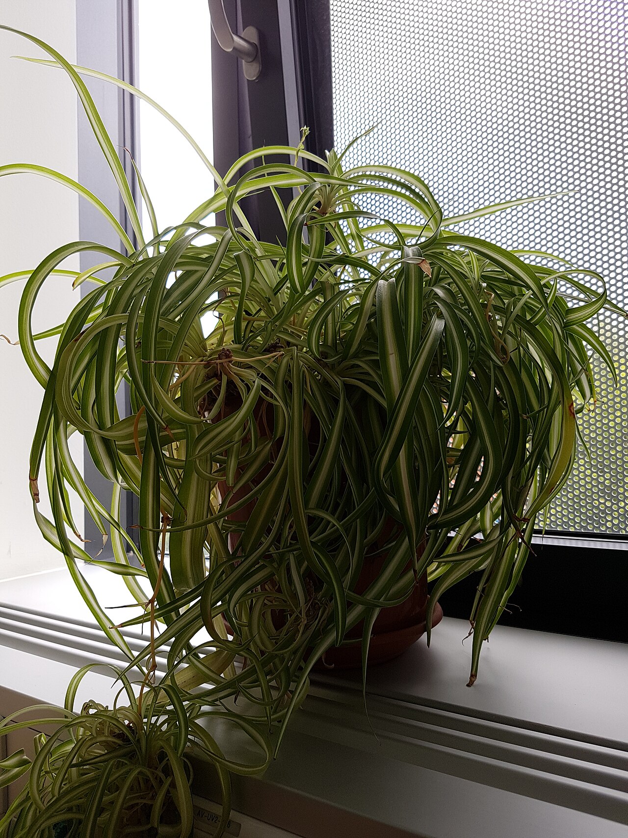 گندمی Chlorophytum comosum بهصورت گیاه آپارتمانی کنار پنجره