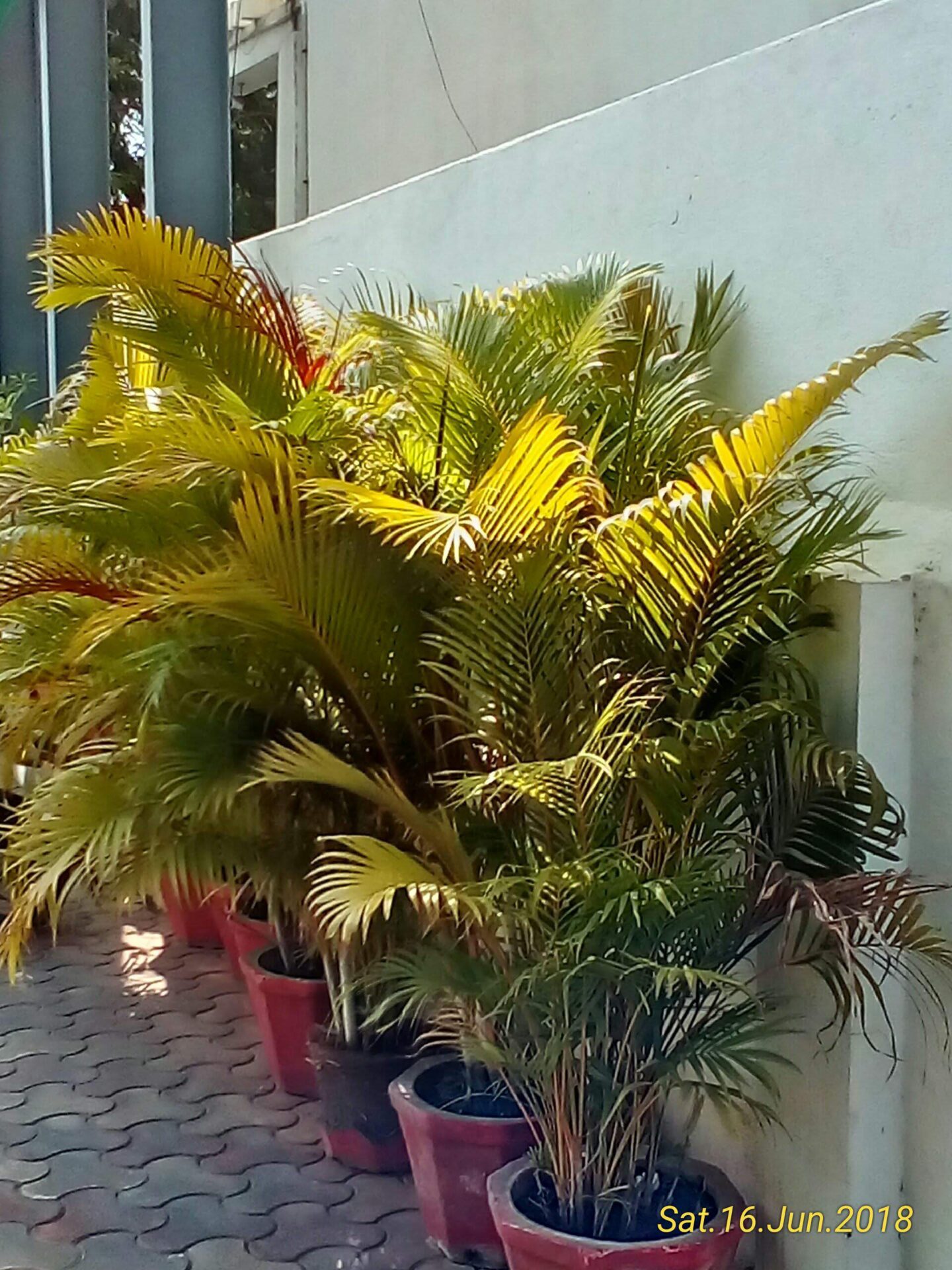 نخل اریکا Dypsis lutescens با ساقه‌های متعدد و برگ‌های شانه‌ای