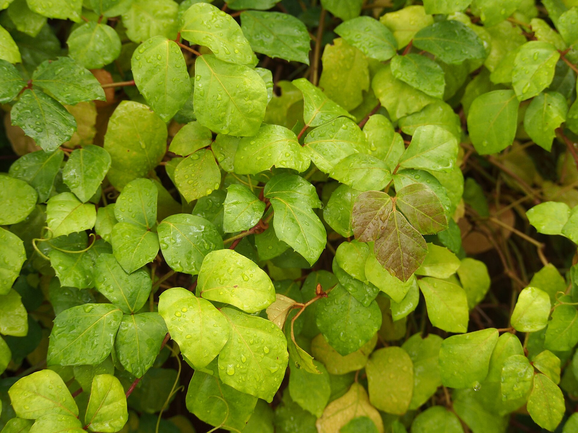 سیسوس برگ انگوری Cissus alata با ساقه‌های رونده در محیط گلخانه