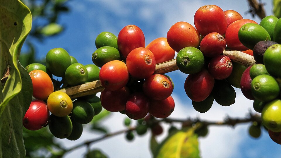 میوههای قهوه عربیکا Coffea arabica روی شاخه در مزرعه