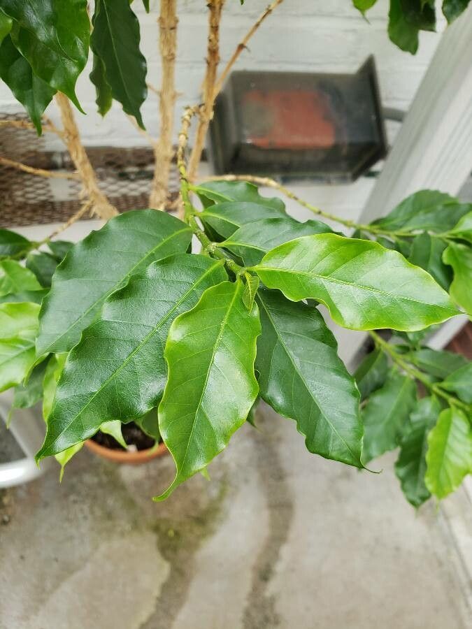 برگهای بیضی و روبهروی Coffea arabica با سطح براق و رگبرگهای مشخص