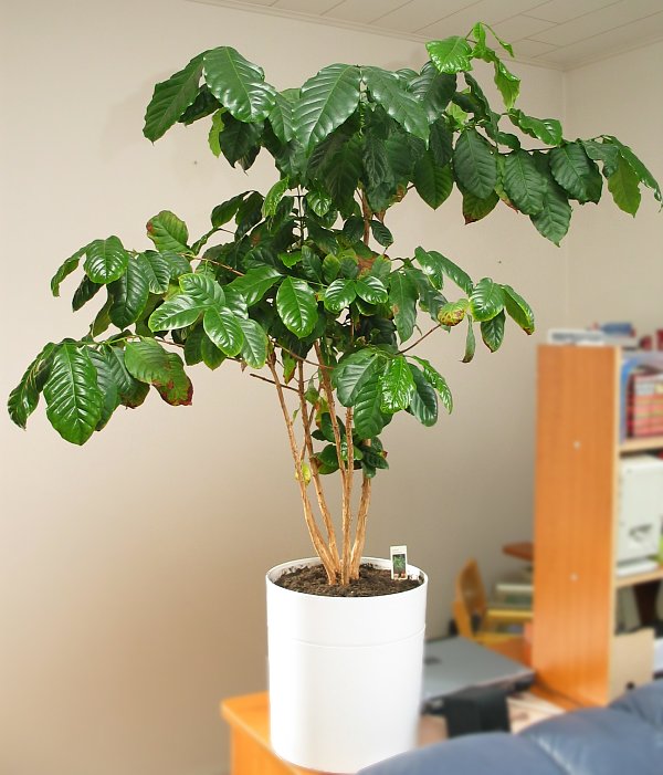 قهوه عربیکا Coffea arabica در گلدان سفید داخل خانه