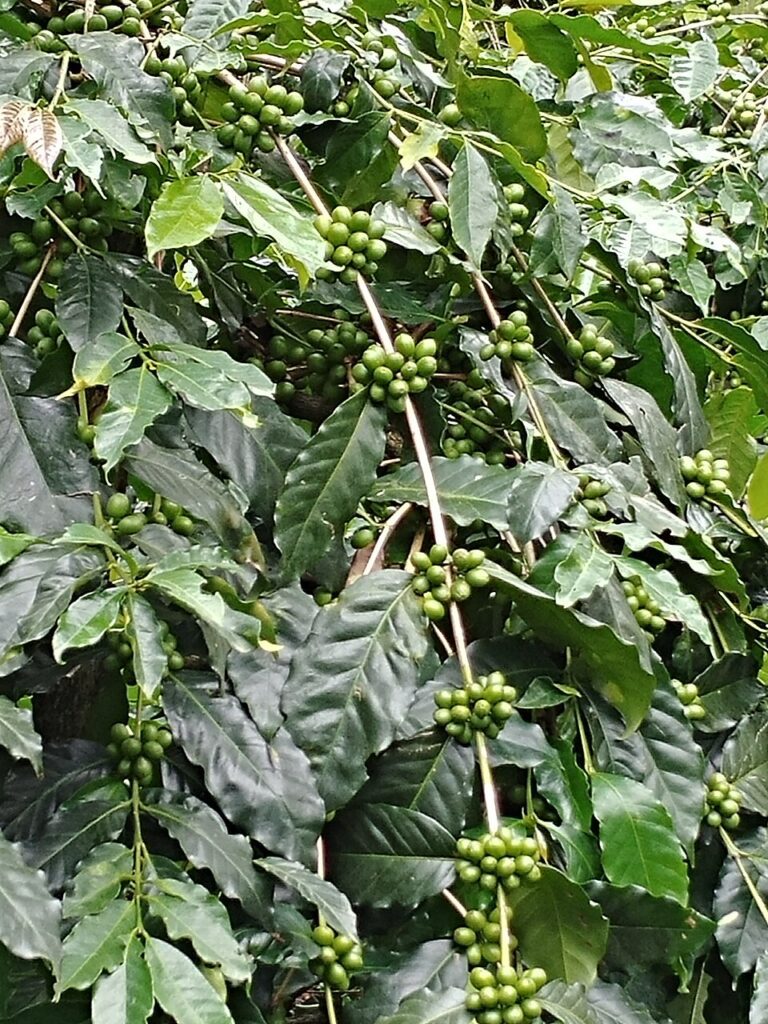 گیاه قهوه عربیکا چیست؟ نگهداری و تکثیر Coffea arabica گیاه قهوه عربیکا Coffea arabica با برگهای براق سبز