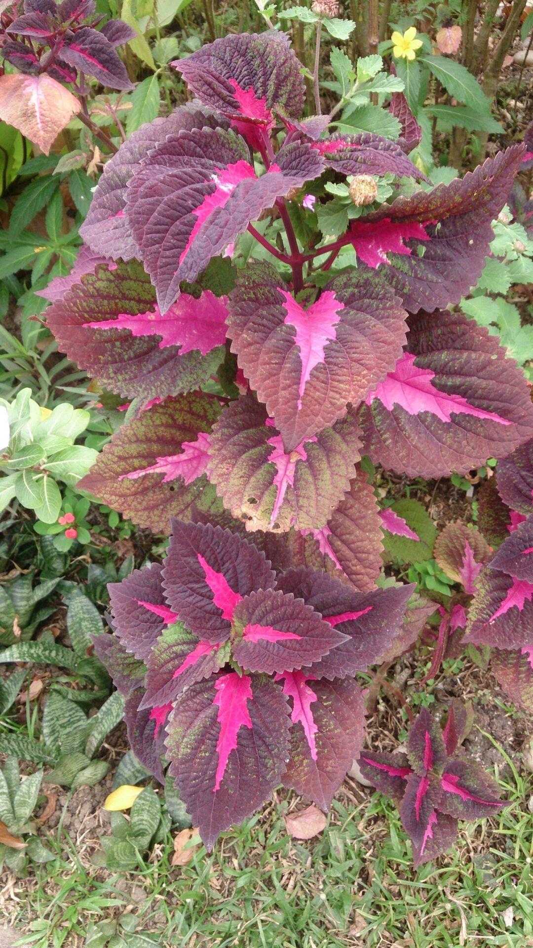 برگهای واقعی حسن یوسف Coleus scutellarioides با آرایش روبهرو و رنگهای زرشکی و سبز