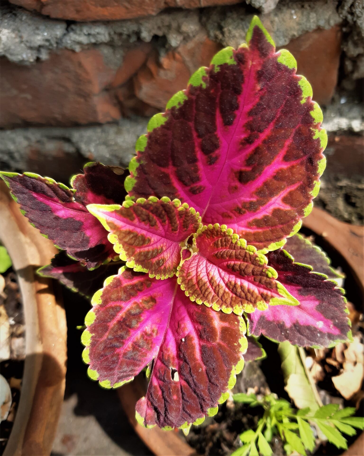 عکس واقعی حسن یوسف Coleus scutellarioides با برگهای رنگارنگ و ساقههای منشعب