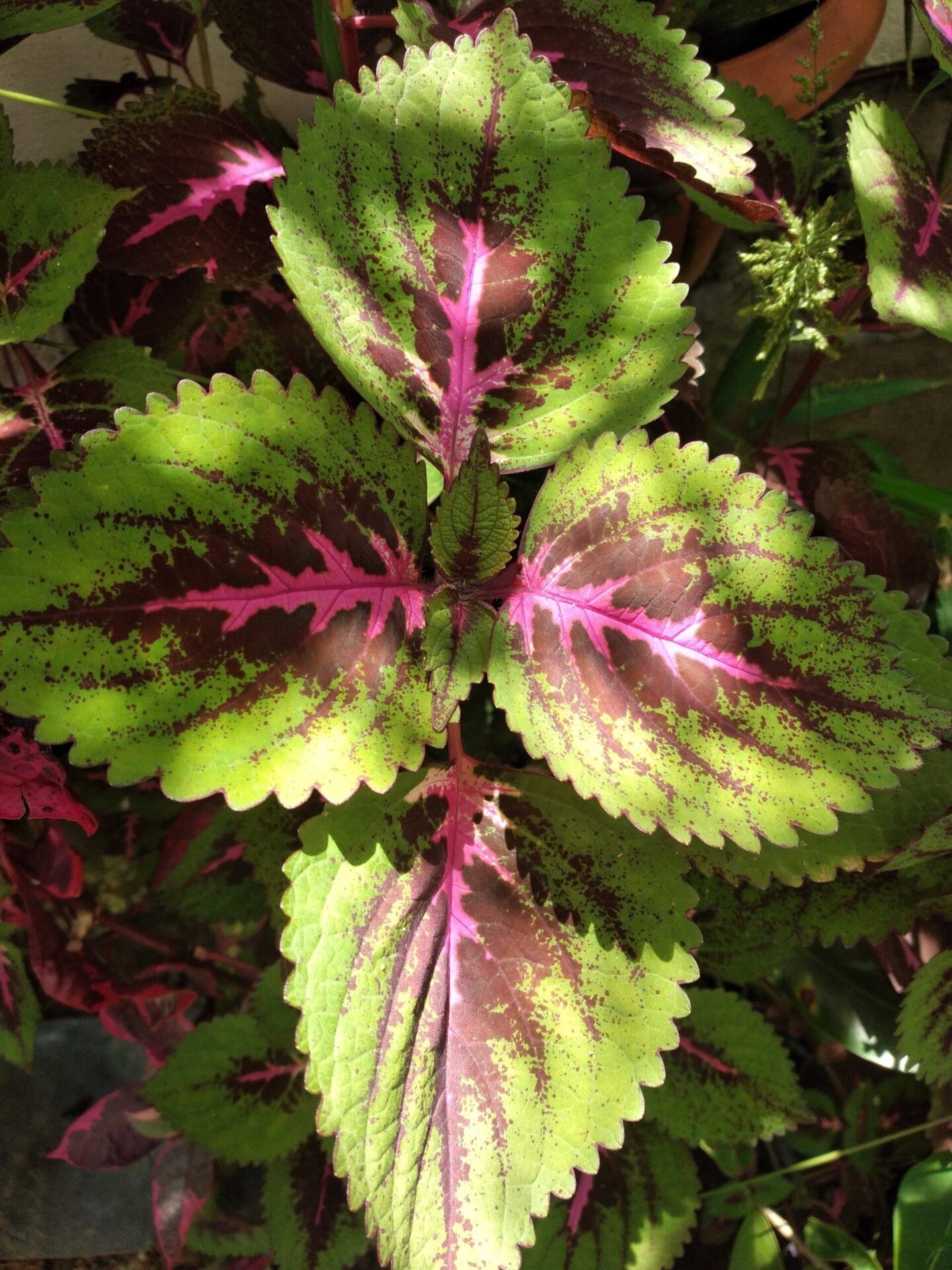 حسن‌یوسف Coleus scutellarioides با برگ‌های چندرنگ