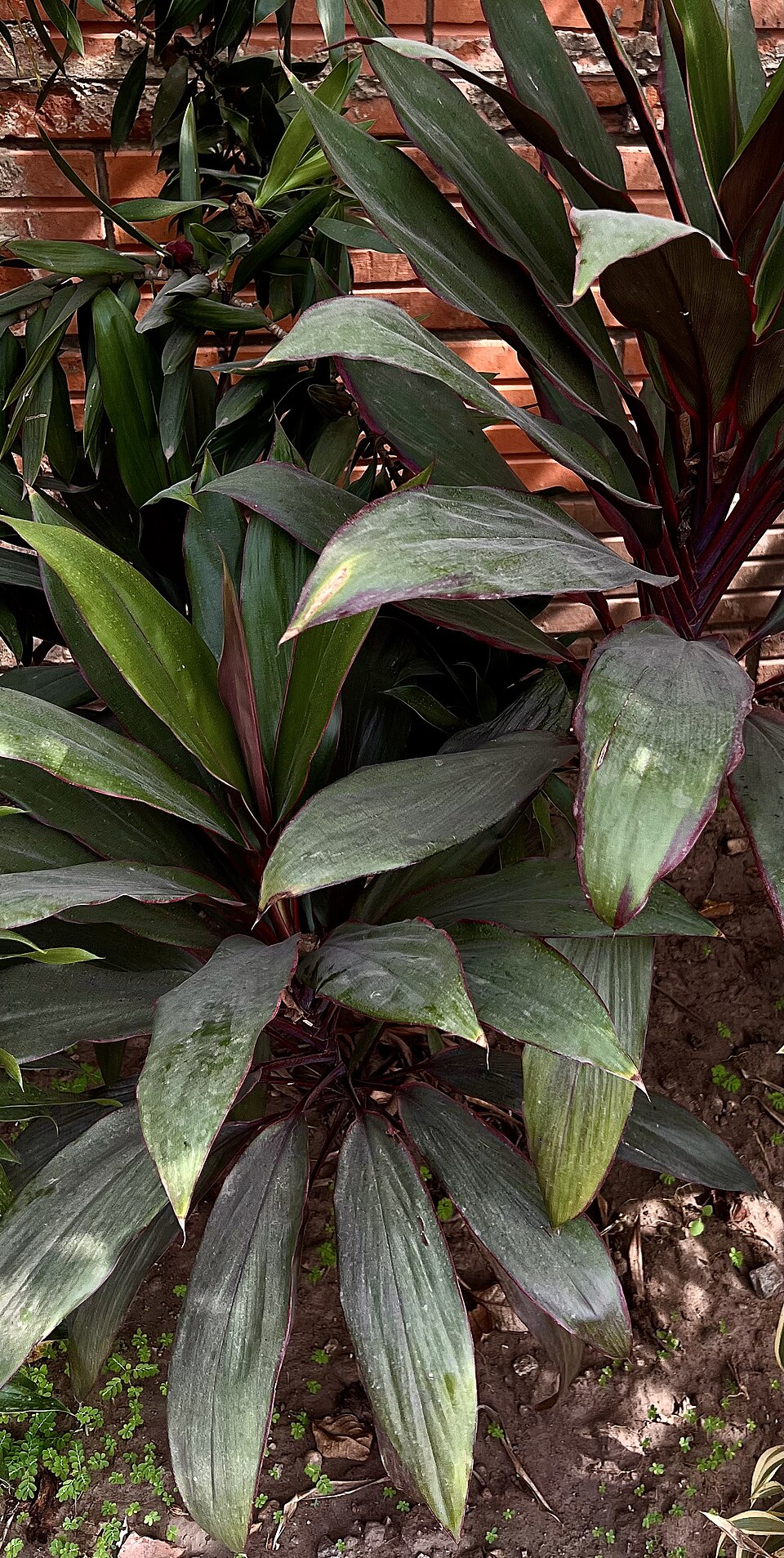 کوردیلین Cordyline fruticosa با برگهای کشیده سبز و حاشیه مایل به قرمز