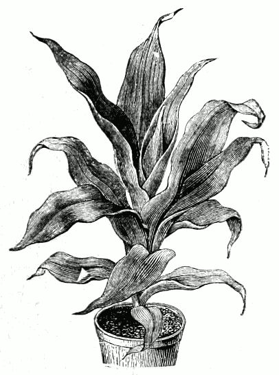 تصویر گیاهشناسی Cordyline fruticosa با برگهای کشیده و فرم روزتمانند