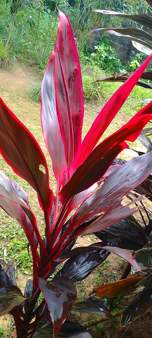 کوردیلین Cordyline fruticosa گلدار با خوشههای گل و برگهای کشیده
