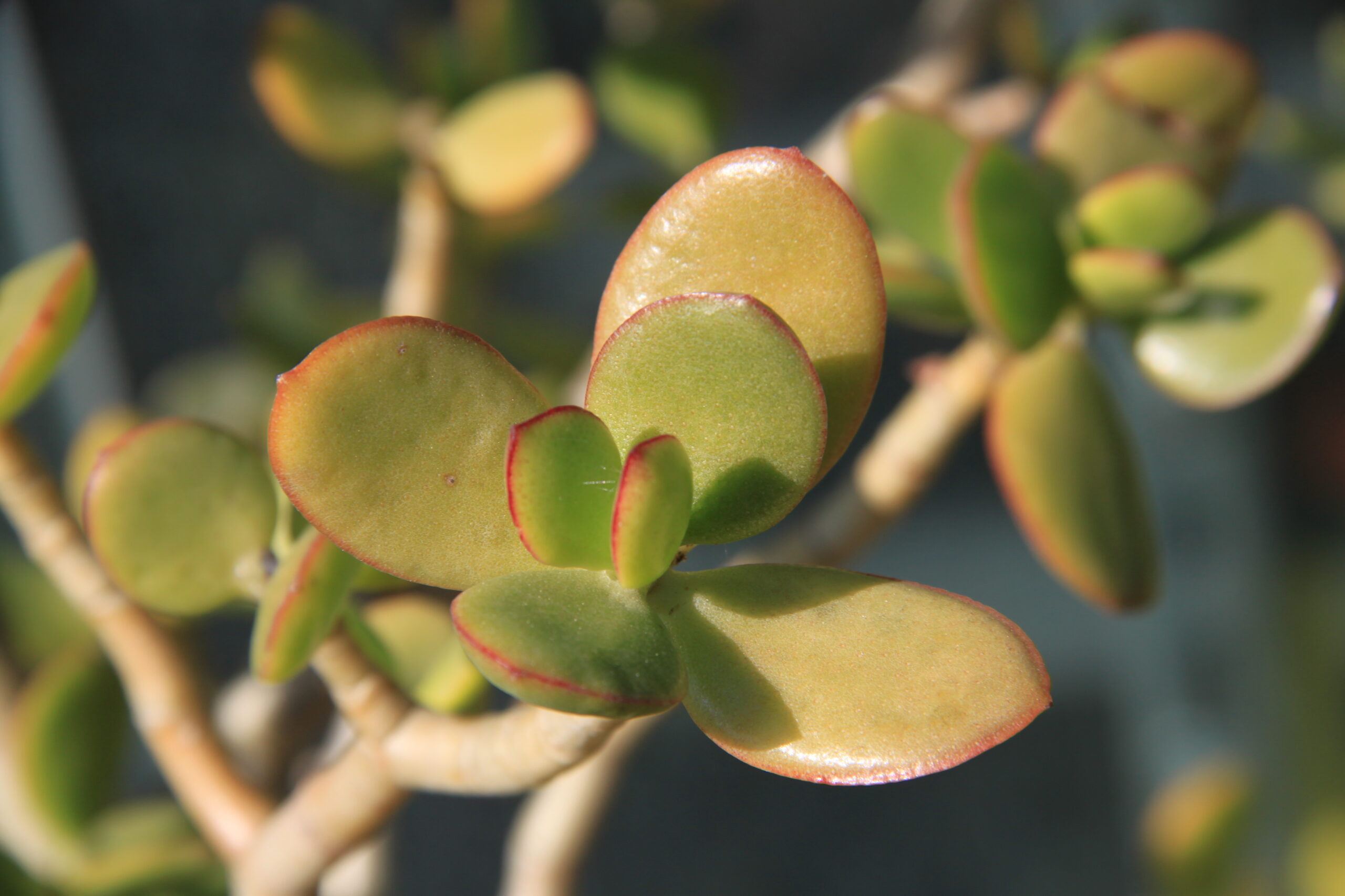 جزئیات برگهای گوشتی Crassula ovata یا کراسولا یشم با حاشیه قرمز