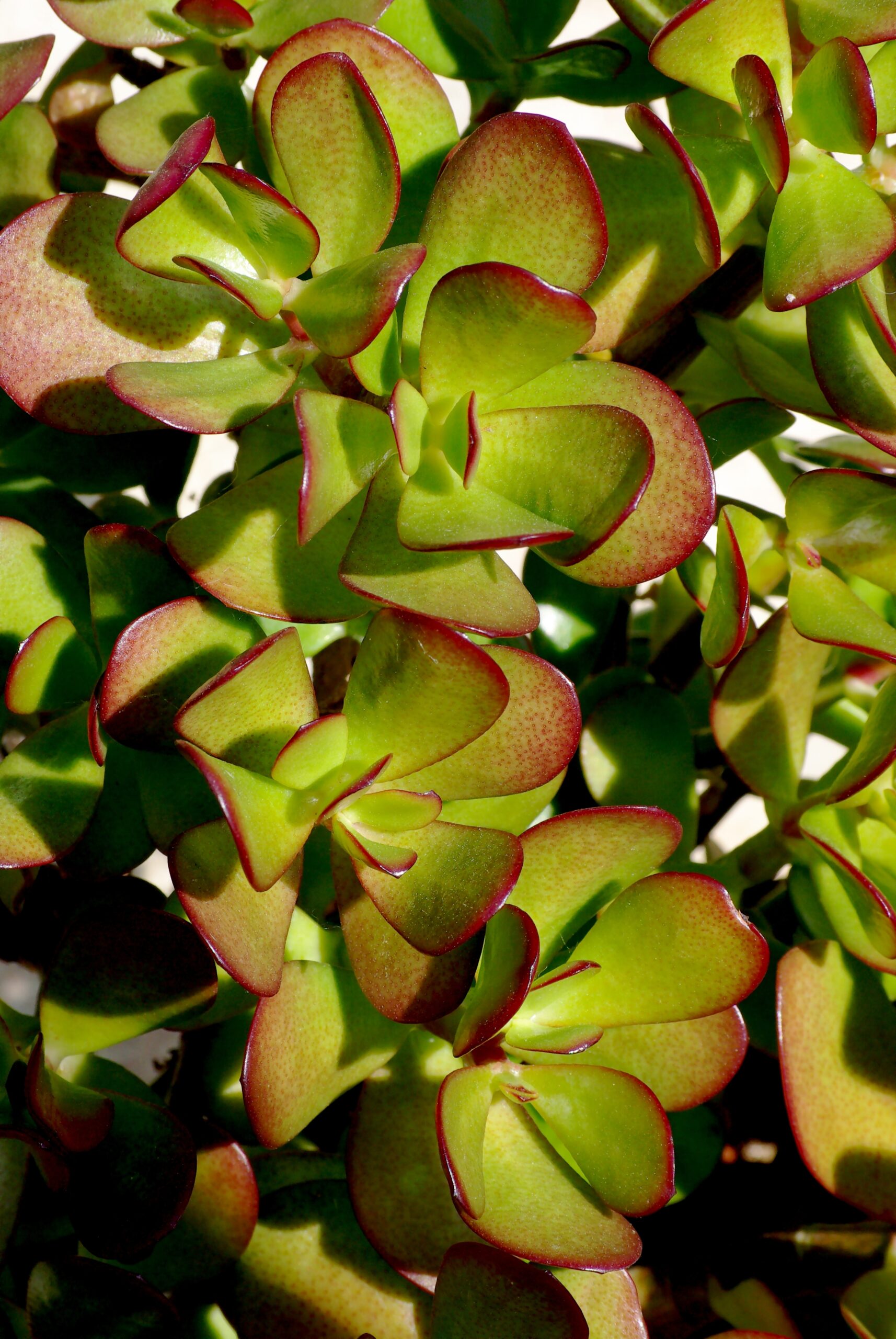 جزئیات برگهای گوشتی و متقابل Crassula ovata یا گیاه یشم