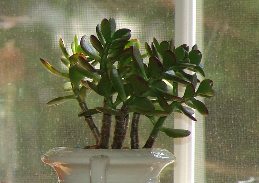 کراسولا یشم Crassula ovata در گلدان کنار پنجره با ساقههای شاخهدار