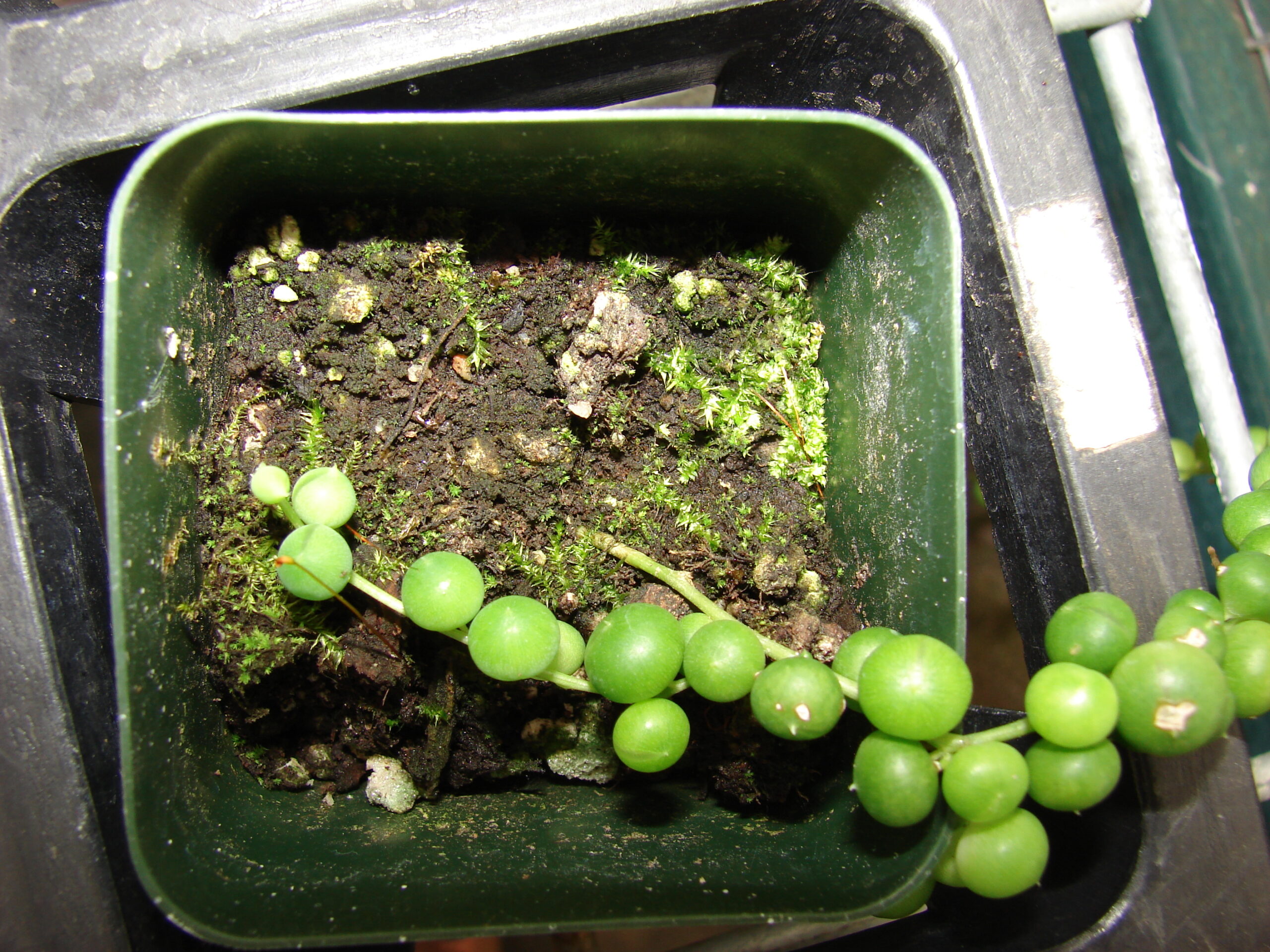 فرم آویز رشته مروارید Curio rowleyanus