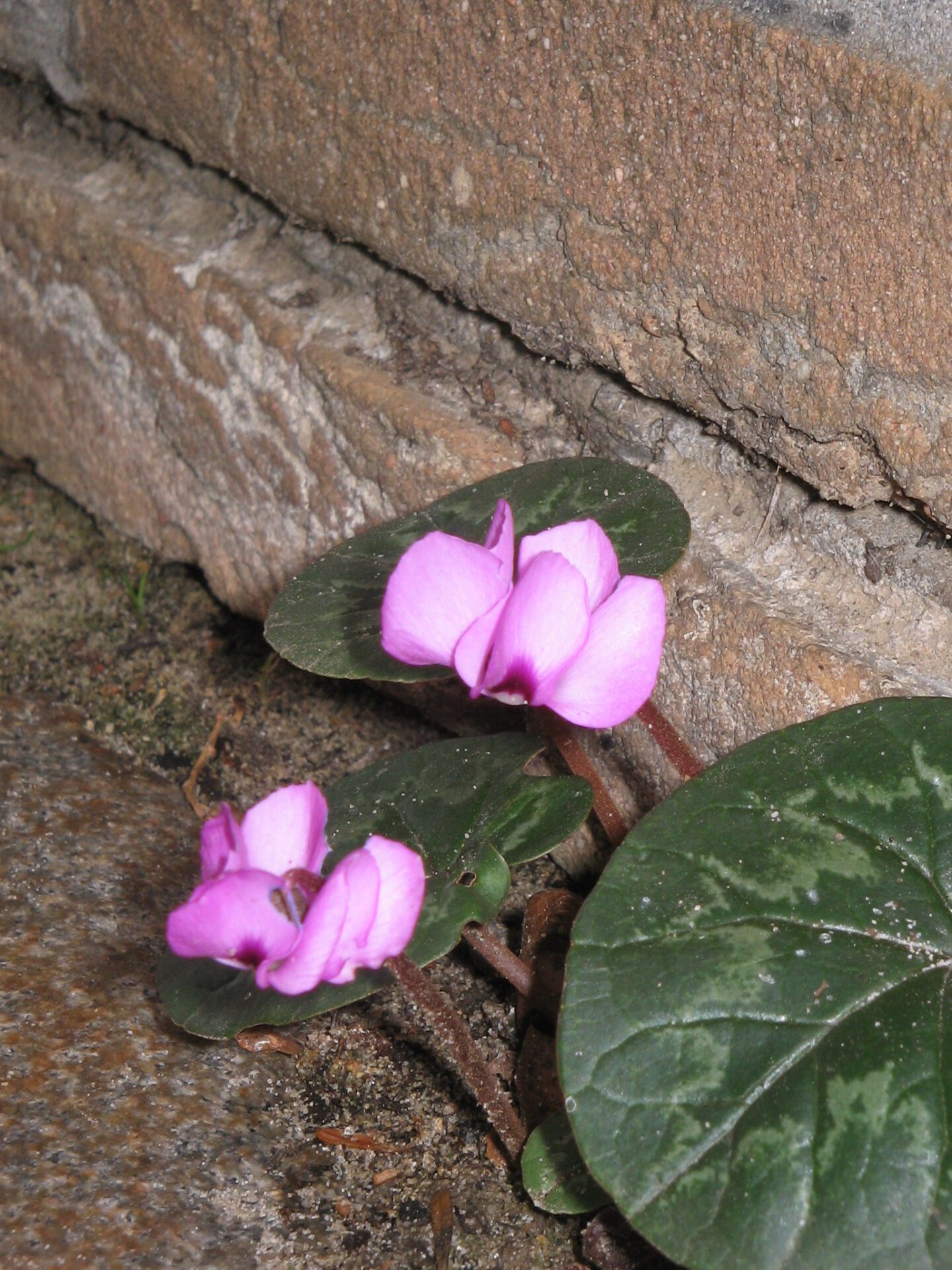 سیکلامن مقاوم Cyclamen coum با گل‌های صورتی کوچک