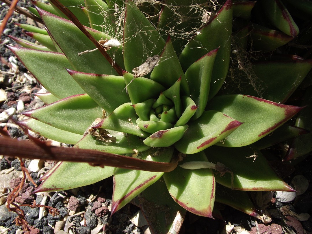 Echeveria agavoides با رزت سبز و نوکهای قرمز برای نمایش تنوع فرم در جنس اچوریا