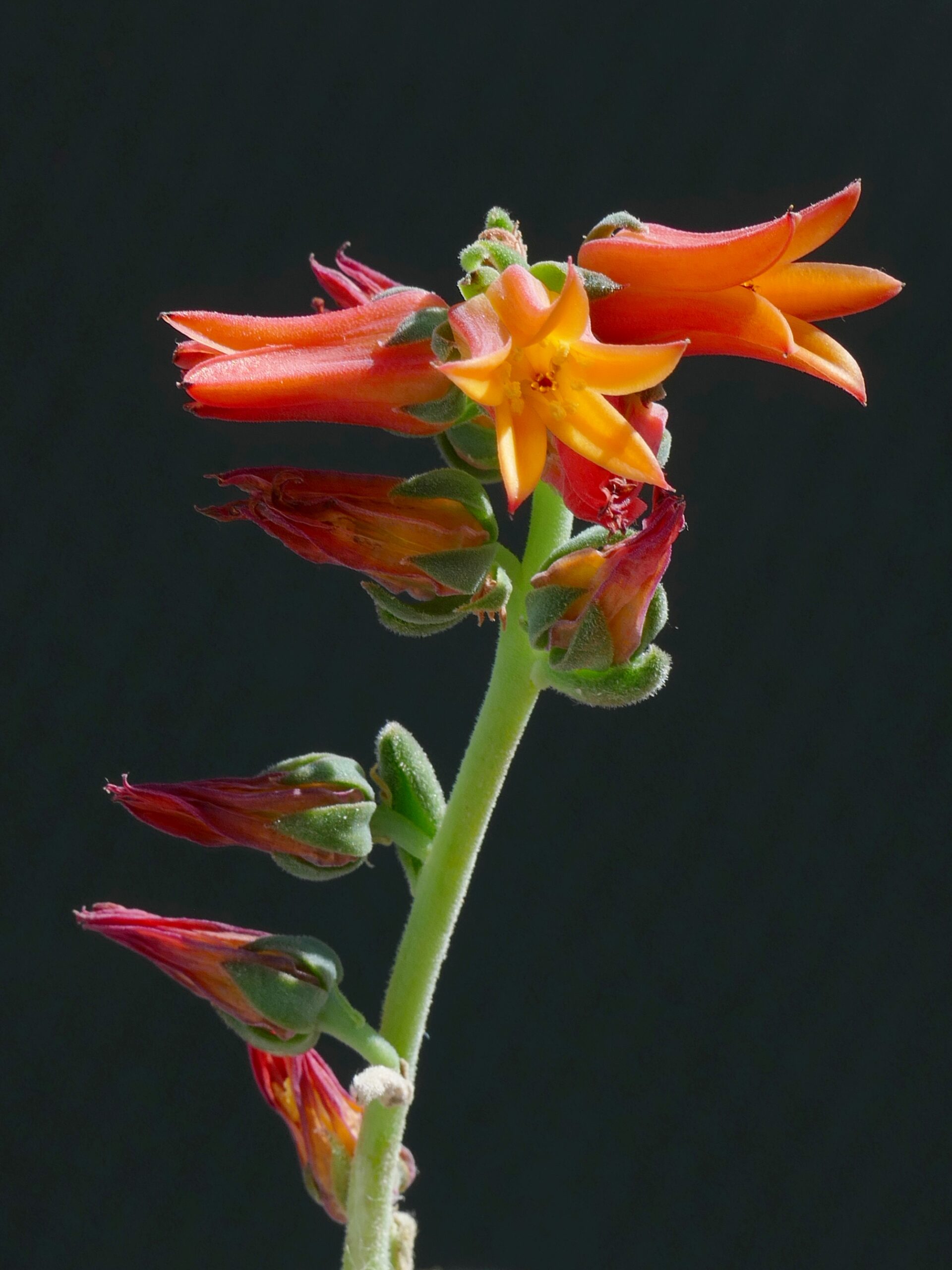 ساقه گل Echeveria elegans با گلهای نارنجی و زرد لولهای