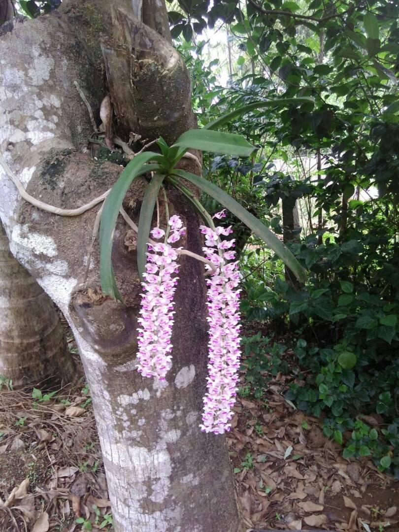 ارکیده Rhynchostylis در حال رشد اپی‌فیتی روی تنه درخت با ریشه‌های بیرون از خاک
