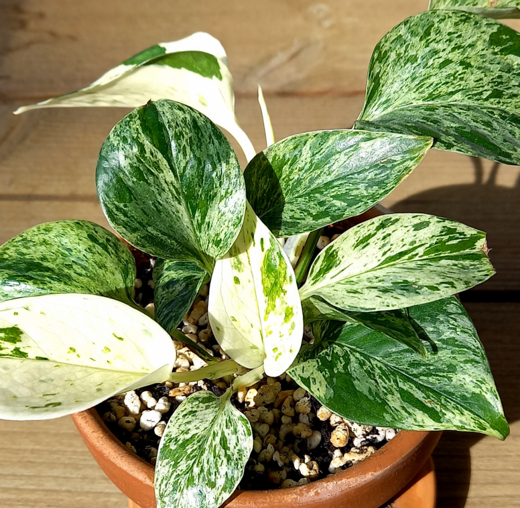 پتوس Marble Queen یا پتوس مرمری؛ تشخیص، نگهداری و تفاوت با انواع مشابه پتوس Marble Queen با برگهای قلبی سبز و سفید و الگوی مرمری ابلقی