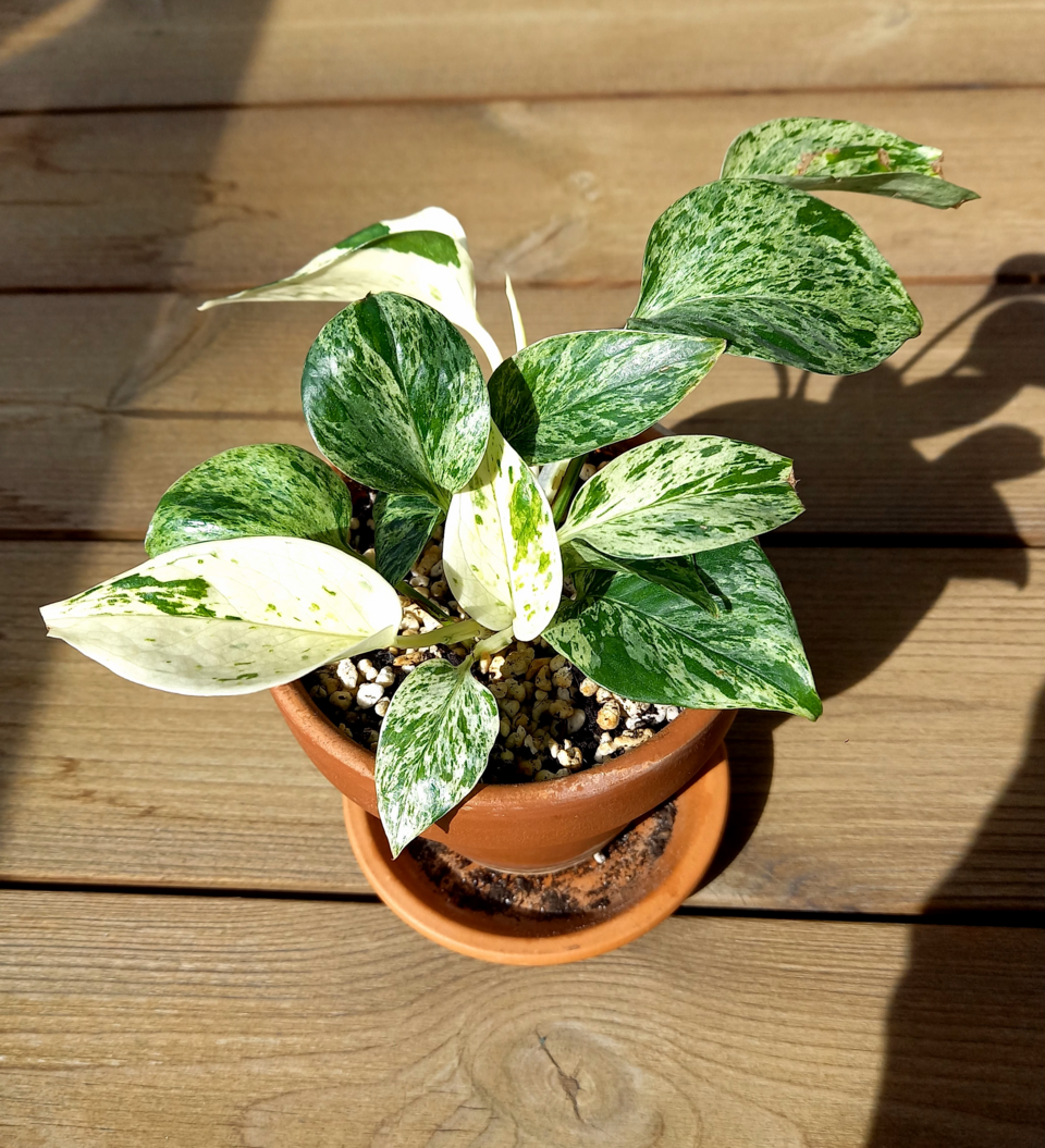 پتوس Marble Queen گلدانی با برگهای ابلق سبز و سفید
