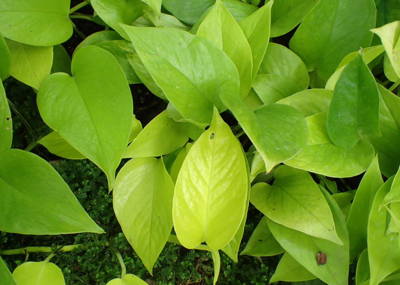 پتوس نئون؛ تشخیص، نگهداری و حفظ رنگ لیمویی Neon Pothos پتوس نئون با برگهای یکدست سبز لیمویی و زردـسبز روشن