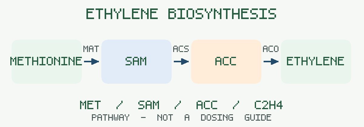 مسیر ساخت اتیلن از متیونین به SAM و سپس ACC با ACS و تبدیل ACC به گاز اتیلن با ACO
