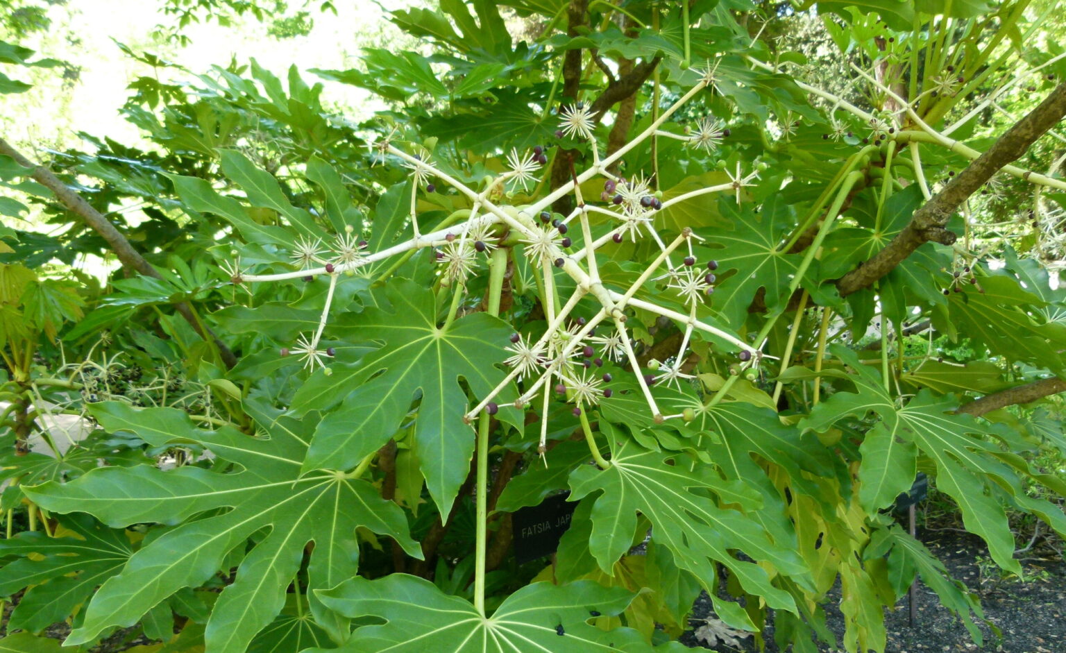 آرالیا ژاپنی چیست؟ معرفی و نگهداری Fatsia japonica نمای افقی شاخوبرگ سبز درشت و پنجهای آرالیا ژاپنی، Fatsia japonica