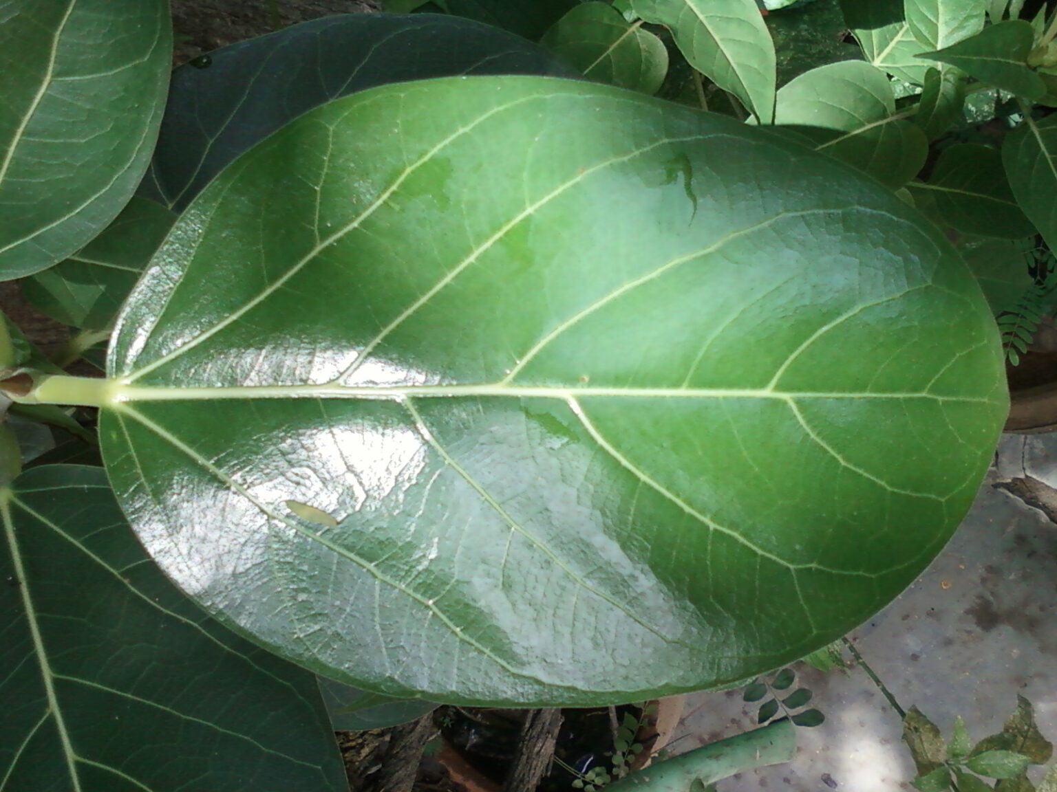 فیکوس بنگال؛ نگهداری Ficus benghalensis، ریشههای هوایی و تفاوت با آدری برگ فیکوس بنگال (Ficus benghalensis) با پهنه چرمی و رگبرگهای مشخص