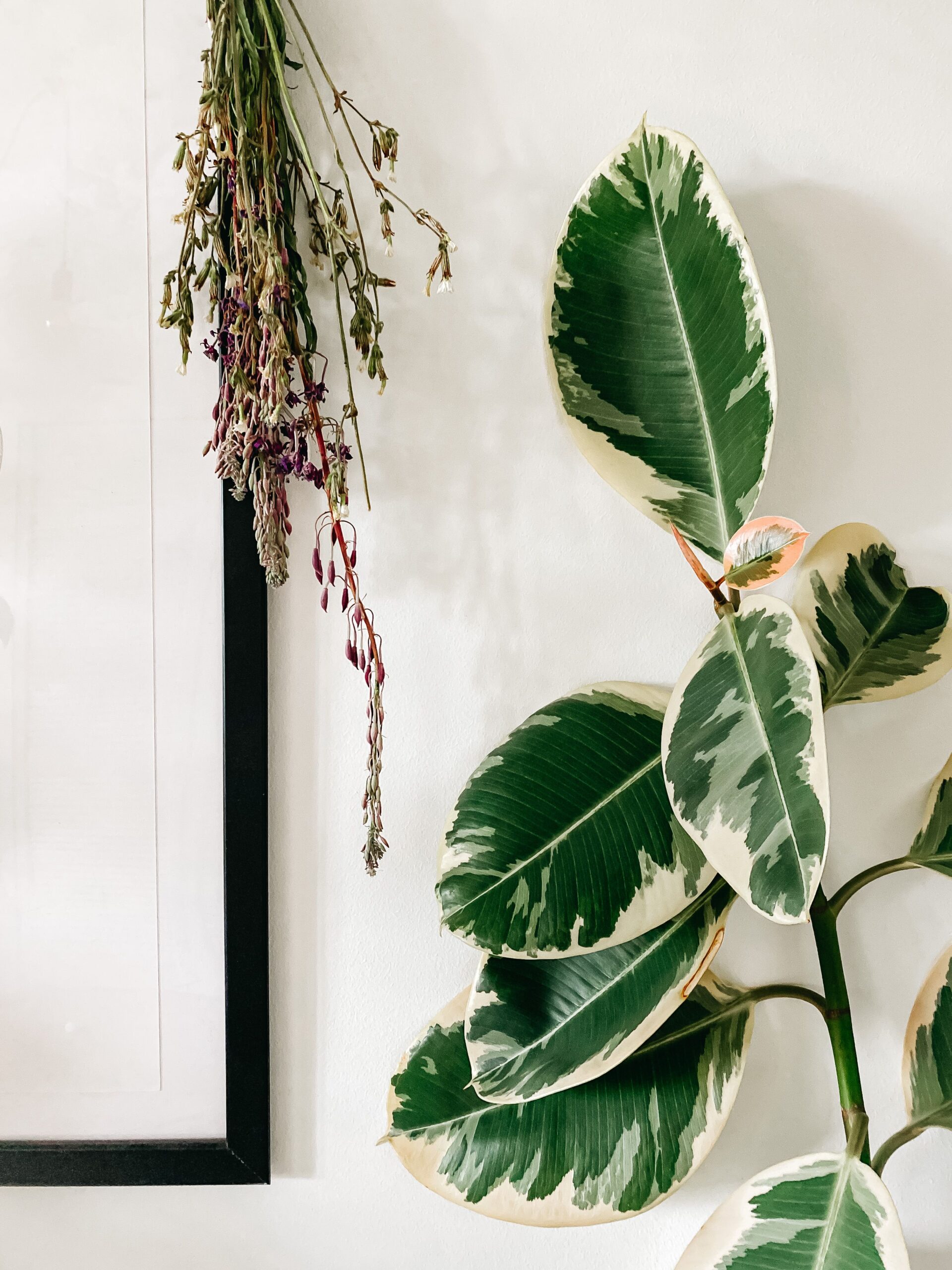 فیکوس الاستیکا ابلق سبز و کرم در فضای داخلی روشن