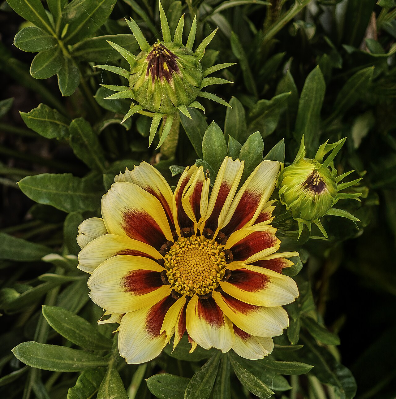 گل و غنچه گازانیا Gazania rigens برای تشخیص فرم گل