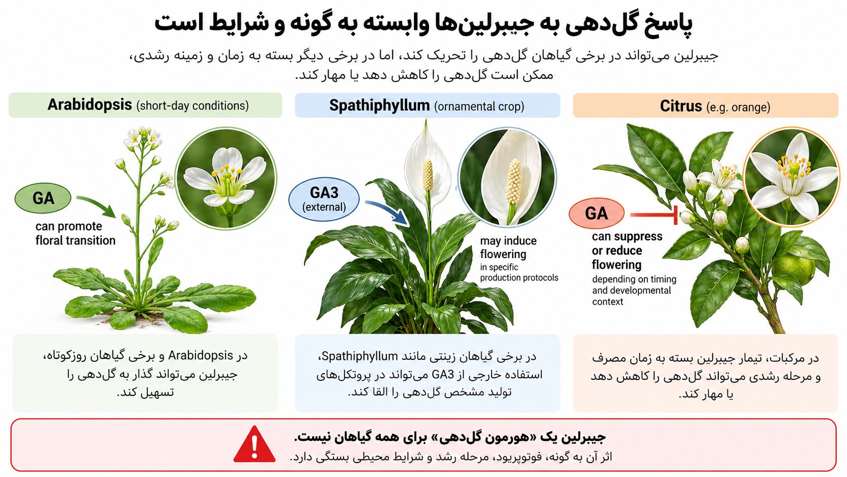 نمودار مقایسه اثرهای متفاوت جیبرلین بر گلدهی در آرابیدوپسیس، اسپاتیفیلوم و مرکبات