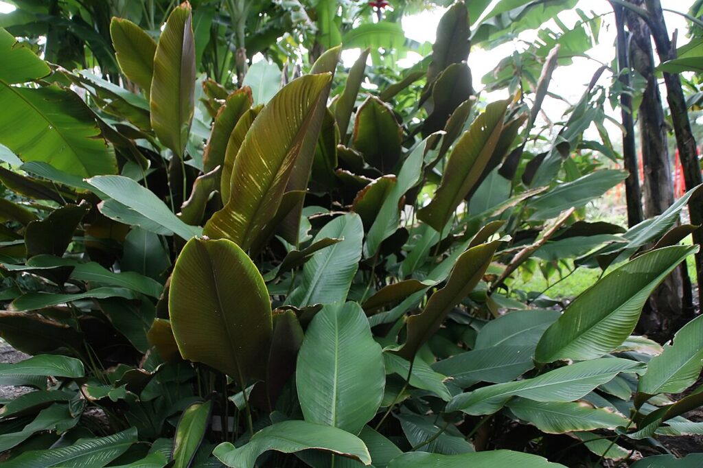 فرم بوته کالاتیا اورناتا Goeppertia ornata با برگ‌های بیضی راه‌راه
