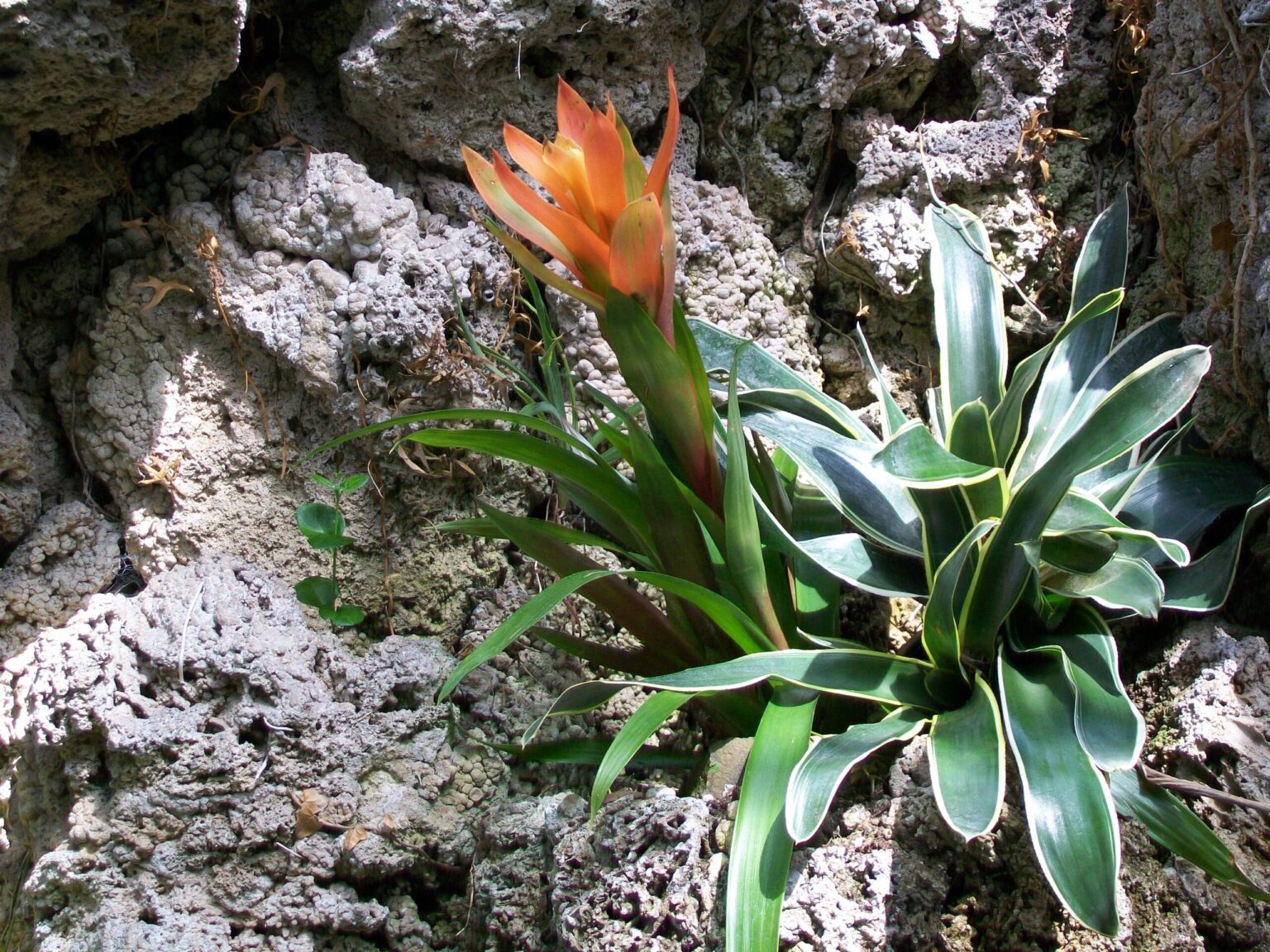 گازمانیا چیست؟ نگهداری و تکثیر Guzmania lingulata گازمانیا Guzmania lingulata در فضای گلخانهای