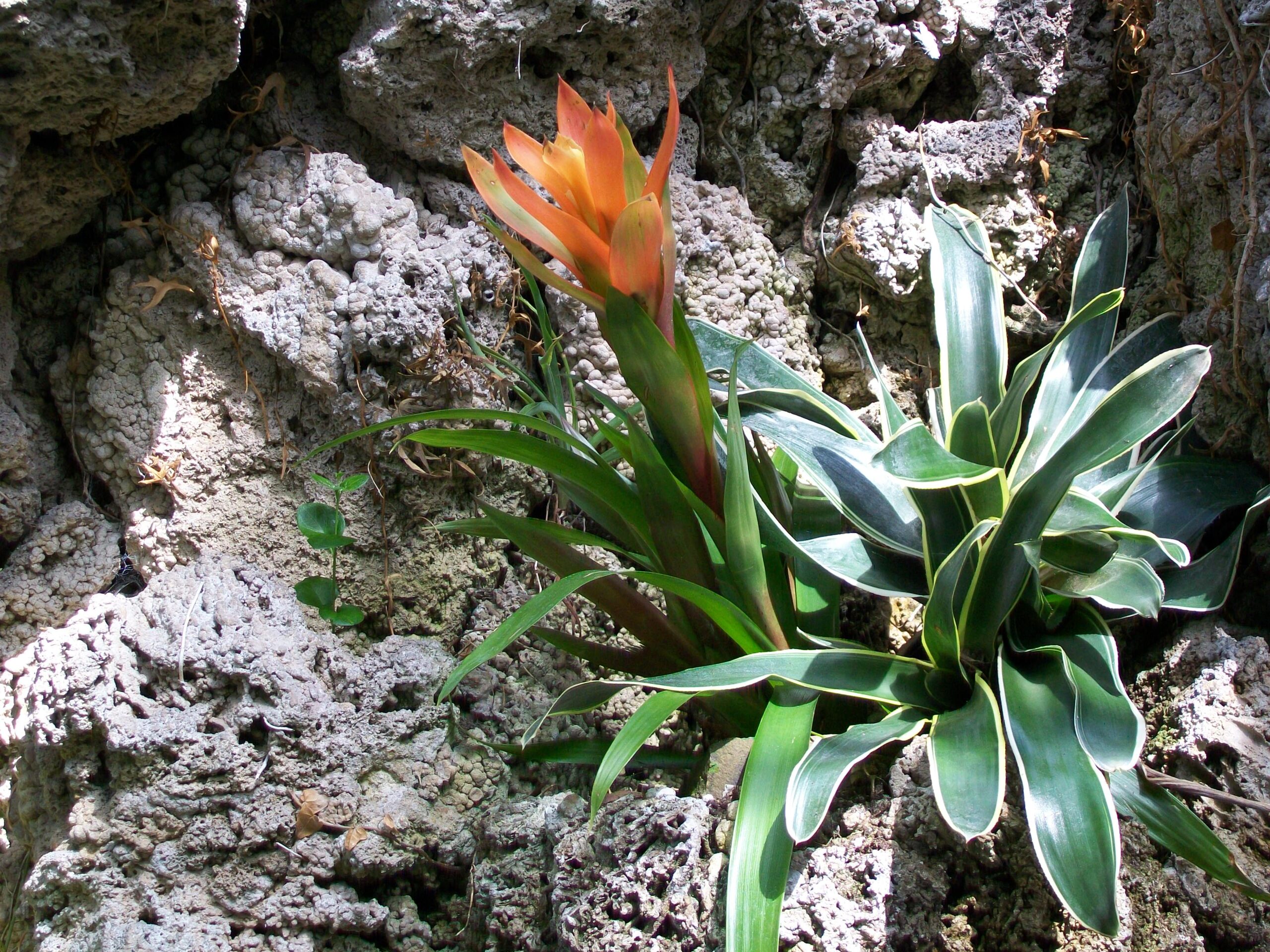 گازمانیا Guzmania lingulata در فضای گلخانهای